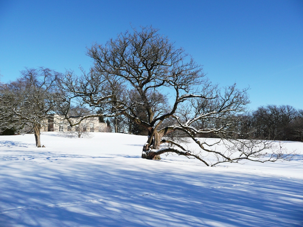 hawthorn tree on Thornhill Lawn Morton Arboretum