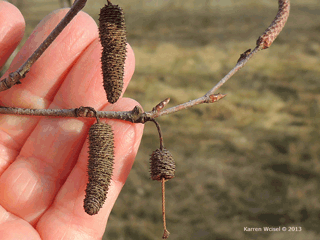 Betula populifolia 'Whitespire - Gray birch twig, buds, female catkins that matured in previous season, and a male catkin for next season.