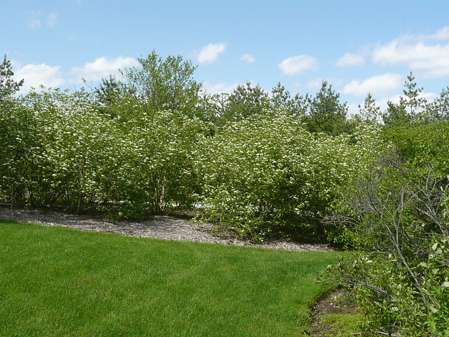 Cornus sericea - Red-osier dogwood