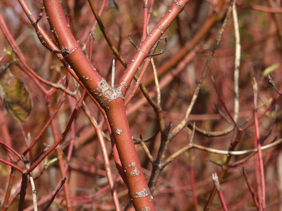 Cornus sericea - Red-osier dogwood