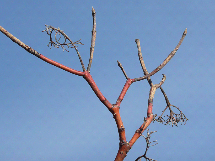Cornus sericea - Red-osier dogwood