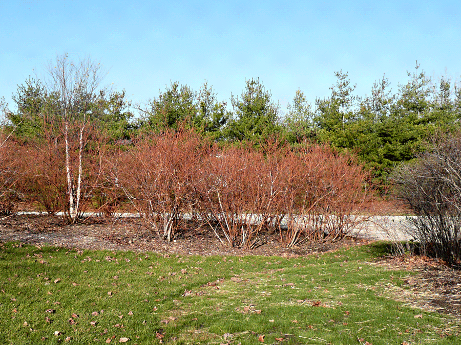 Cornus sericea - Red-osier dogwood