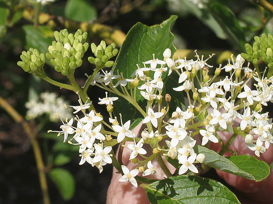 Cornus sericea - Red-osier dogwood