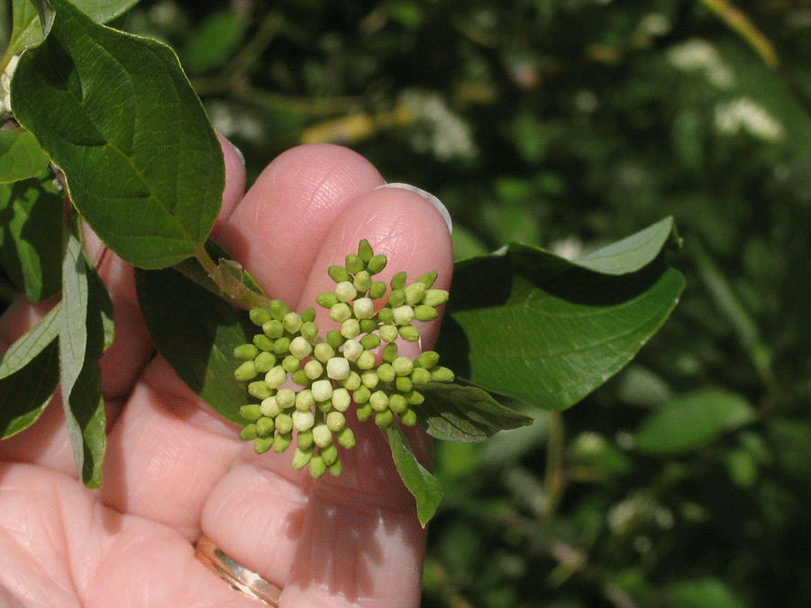 Cornus sericea - Red-osier dogwood
