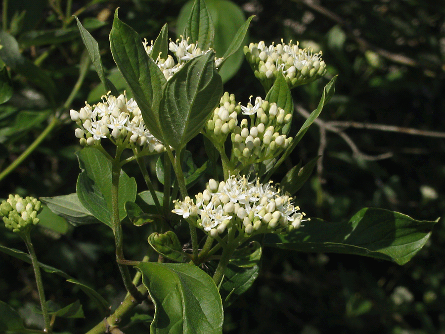 Cornus sericea - Red-osier dogwood