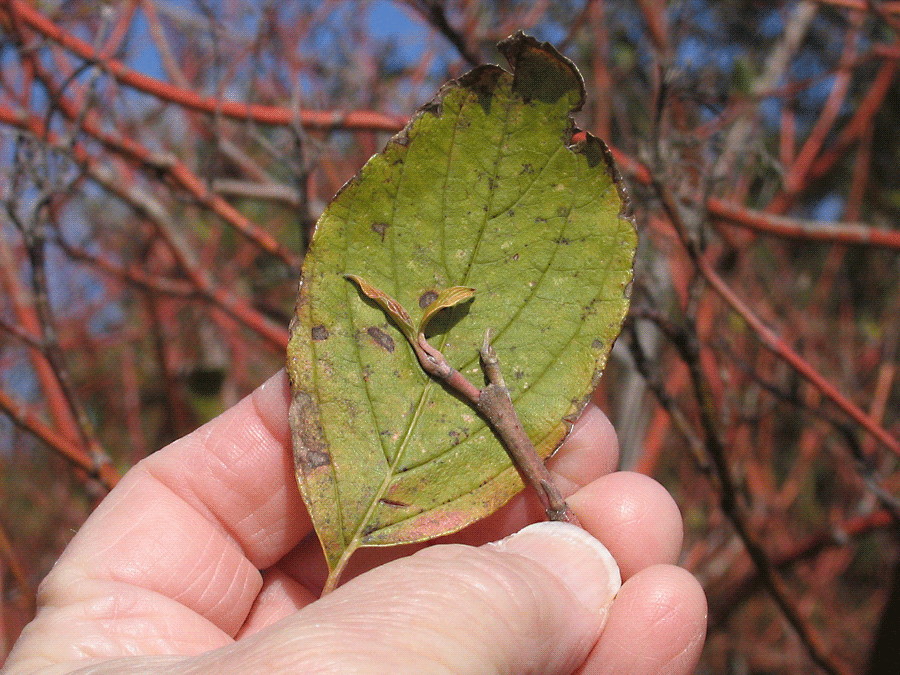 Cornus sericea - Red-osier dogwood