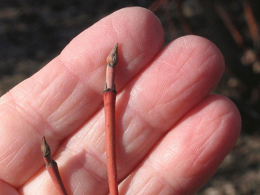 Cornus sericea - Red-osier dogwood