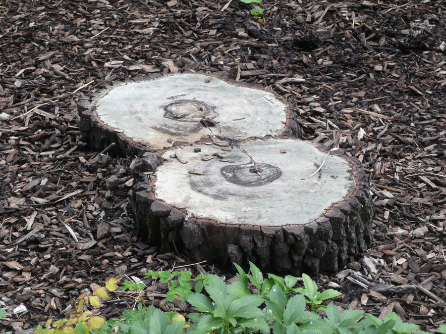 Diospyros virginiana - Persimmon stumps of 'twin trees'