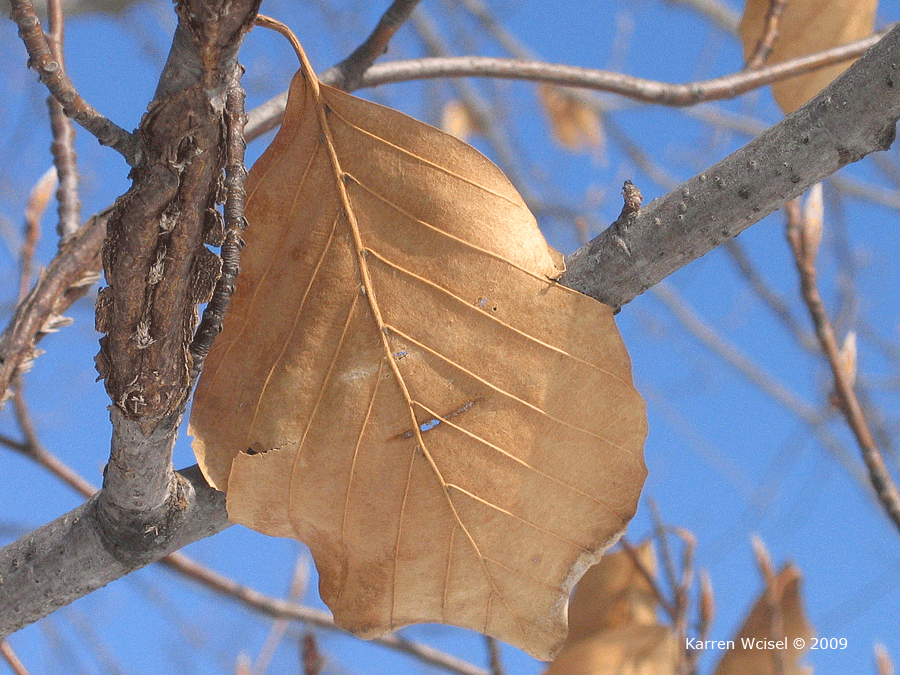 Fagus sylvatica - European beech winter identification