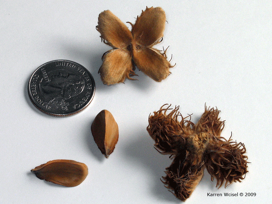 Fagus sylvatica - European beech winter identification