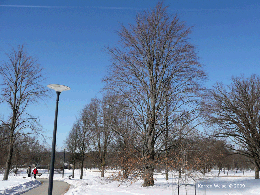 Fagus sylvatica - European beech winter identification