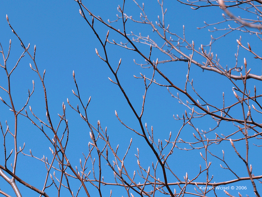Fagus sylvatica - European beech winter identification