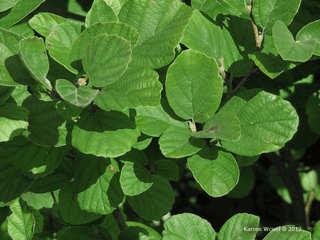 Fothergilla gardenii - Dwaf witch-alder, Dwarf fothergilla closeup of leaves.