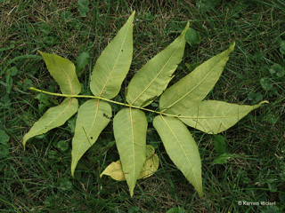 Fraxinus nigra, Black ash leaves, buds, leaf scar