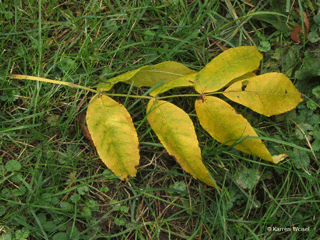 Fraxinus nigra, Black ash leaves, buds, leaf scar