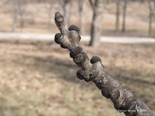 Fraxinus nigra, Black ash leaves, buds, leaf scar