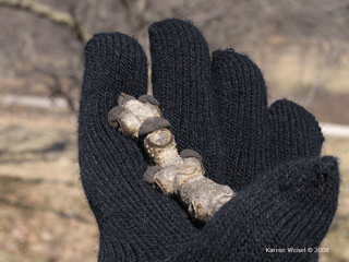 Fraxinus nigra, Black ash leaves, buds, leaf scar
