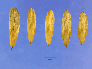 Fraxinus nigra, Black ash leaves, buds, leaf scar