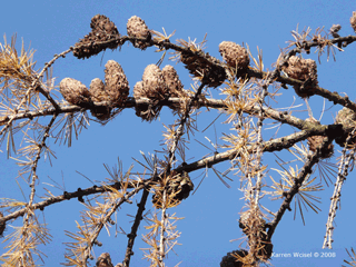 Larix decidua - European larch cones and spurs in winter, shows clusters of needles