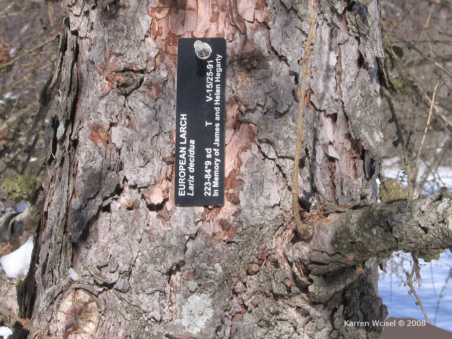 Larix decidua - European larch bark