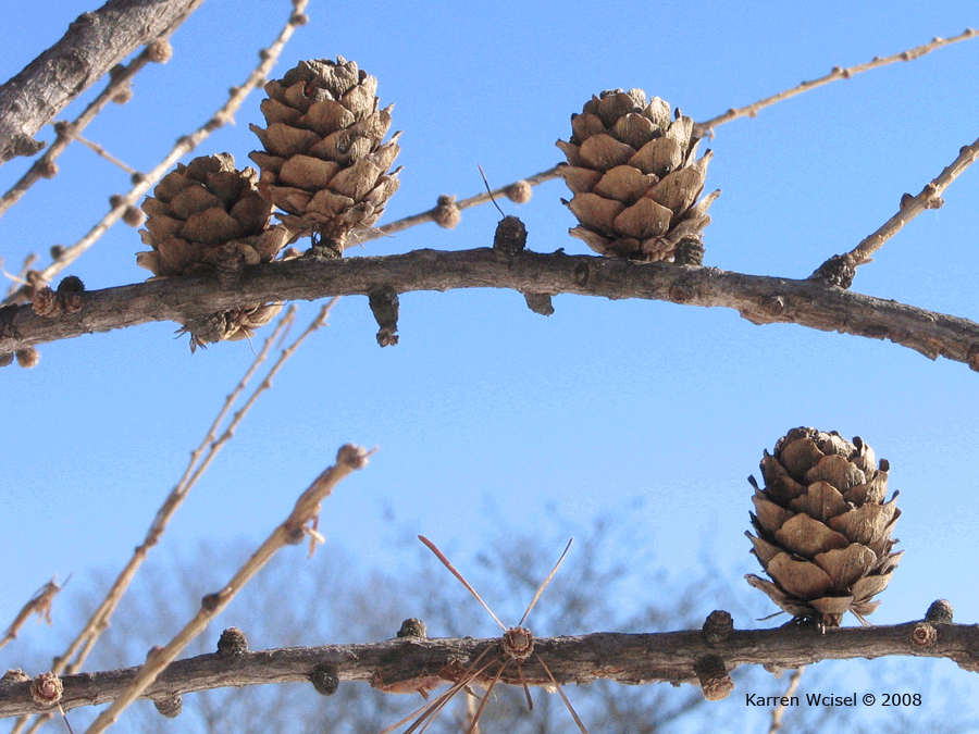 Larix decidua - European larch cones in winter