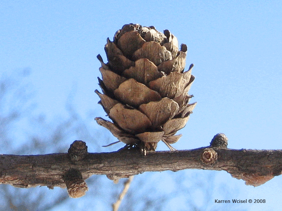 Larix decidua - European larch closeup of cones in winter