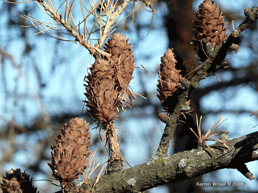 Larix decidua - European larch upright cones in winter, cones are larger than those of American larch