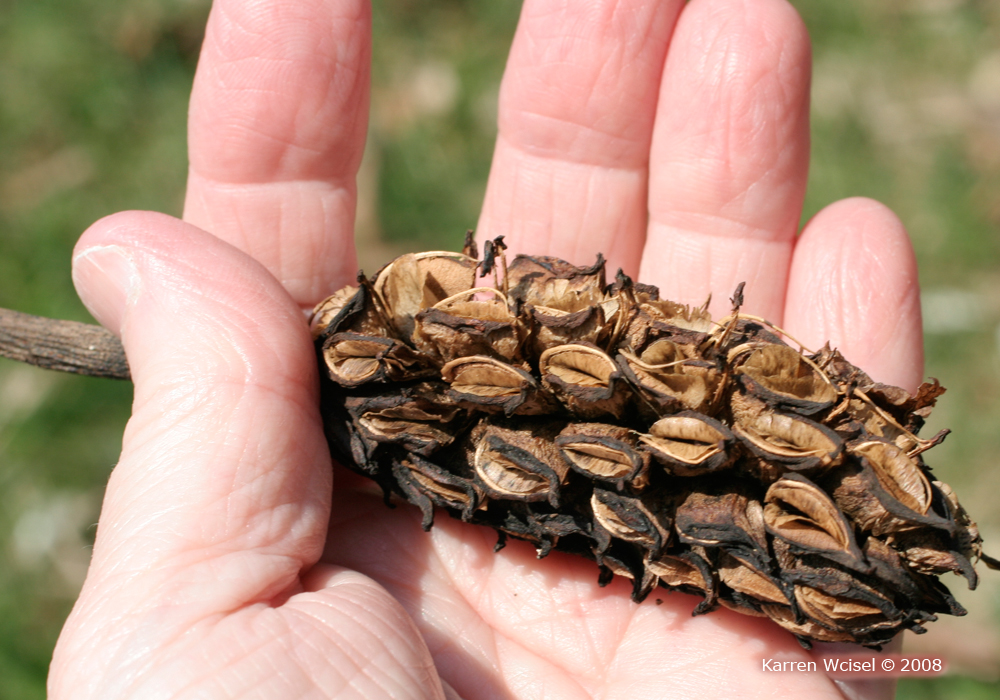Umbrella magnolia fruit