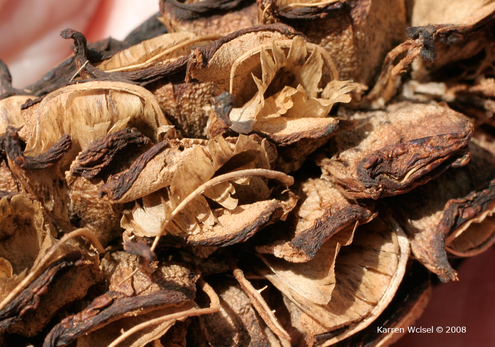 Umbrella magnolia fruit