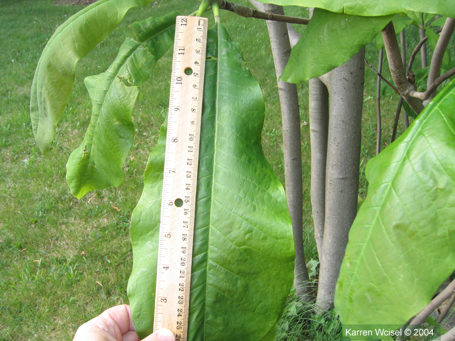 Leaves of Umbrella tree