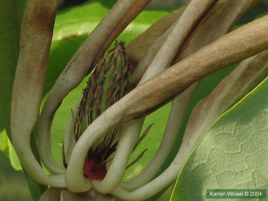 Magnolia tripetala flower - petals are withered, fruit visible