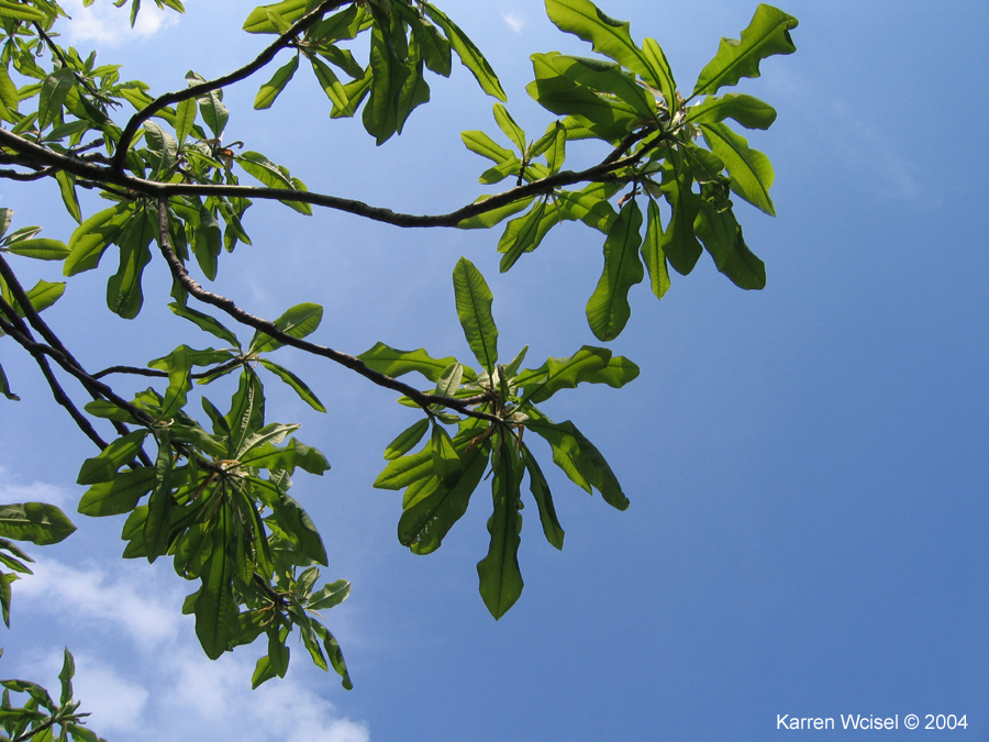 Umbrella magnolia - Looking up at the leaves to see the 'Umbrella'