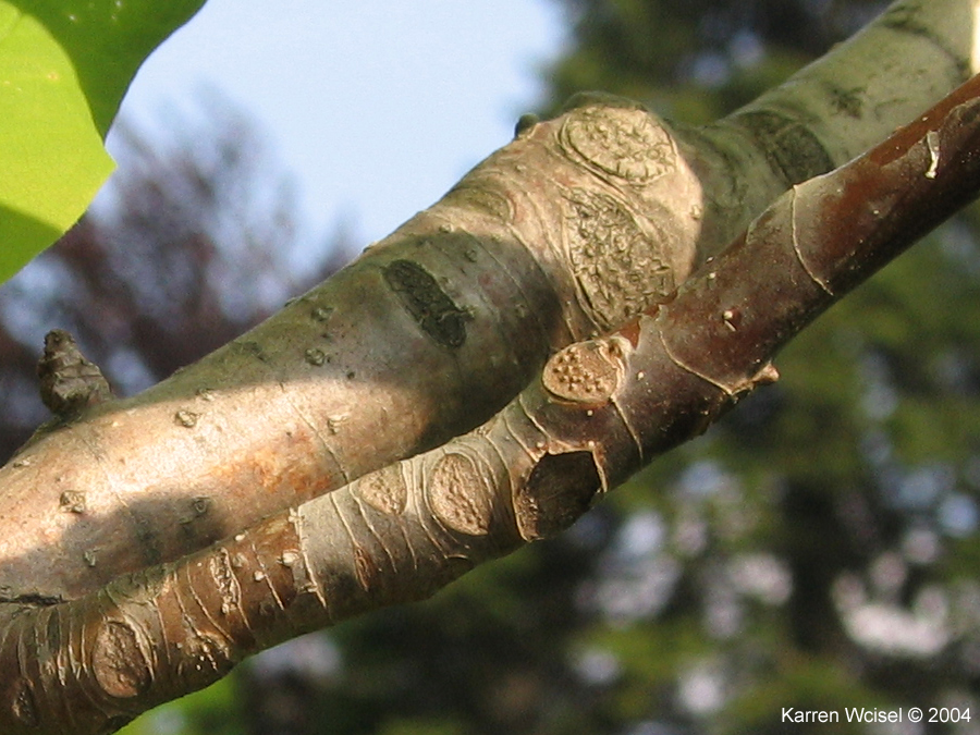 Umbrella magnolia branches with leaf scars and bundle scars