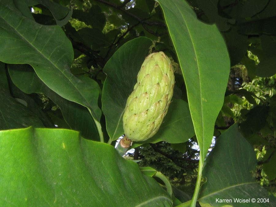 Magnolia tripetala - fruit 