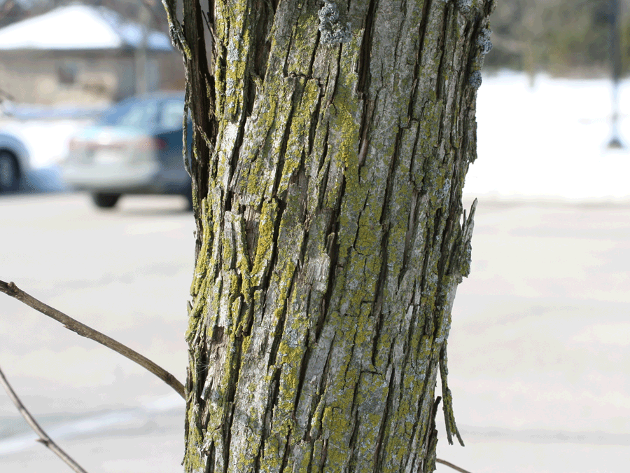 Ostrya virginiana - Hophornbeam, Ironwood winter identification cat scratch bark