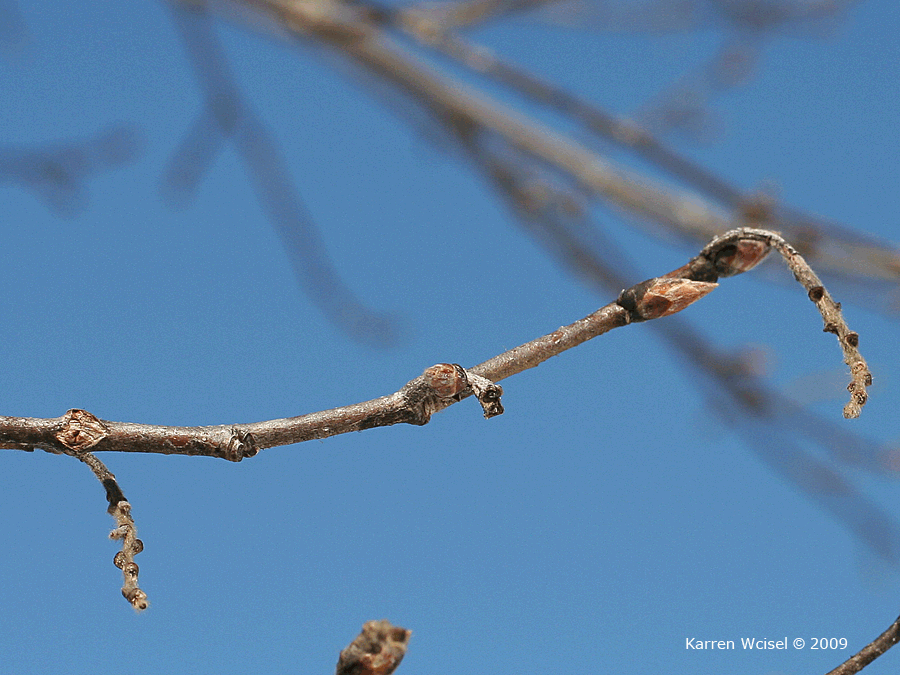 Winter identification of Ostrya virginiana - Hophornbeam, Ironwood, buds and remaining petioles in February.