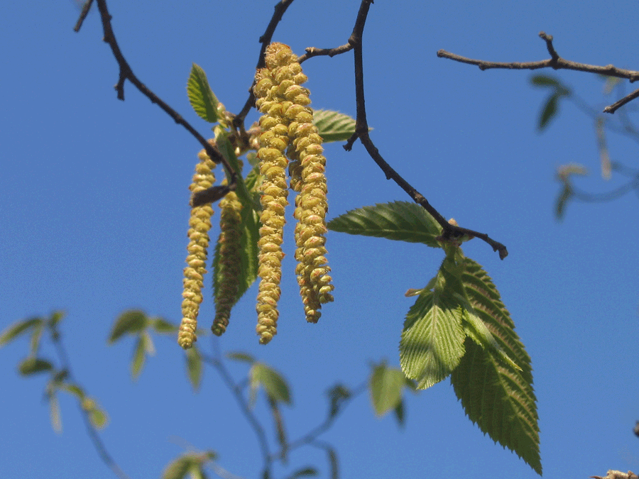 Ostrya virginiana - Hophornbeam, Ironwood, ballooning male flowers (catkins) in spring