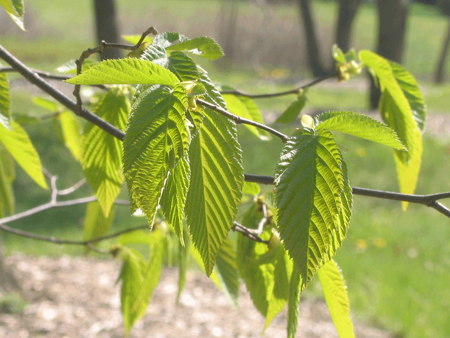Ostrya virginiana - Hophornbeam, Ironwood, new leaves in spring