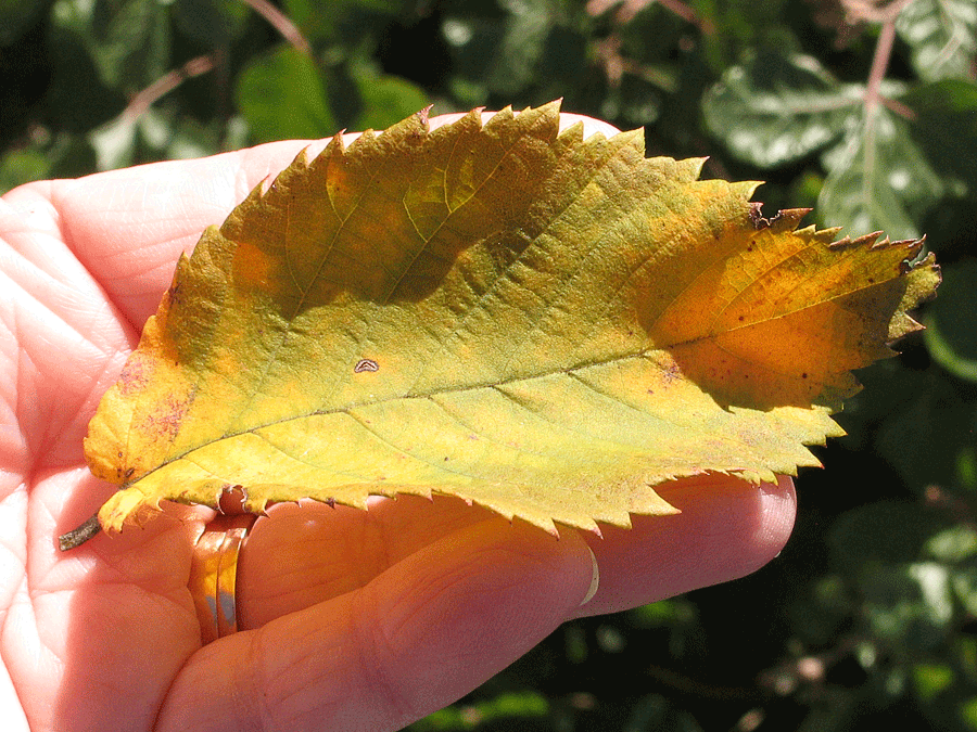 Ostrya virginiana - Hophornbeam, Ironwood, leaves in fall