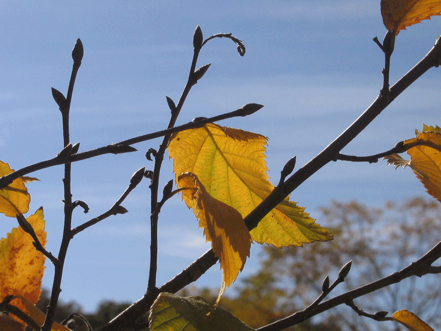 Ostrya virginiana - Hophornbeam, Ironwood, leaves, buds, twigs in fall