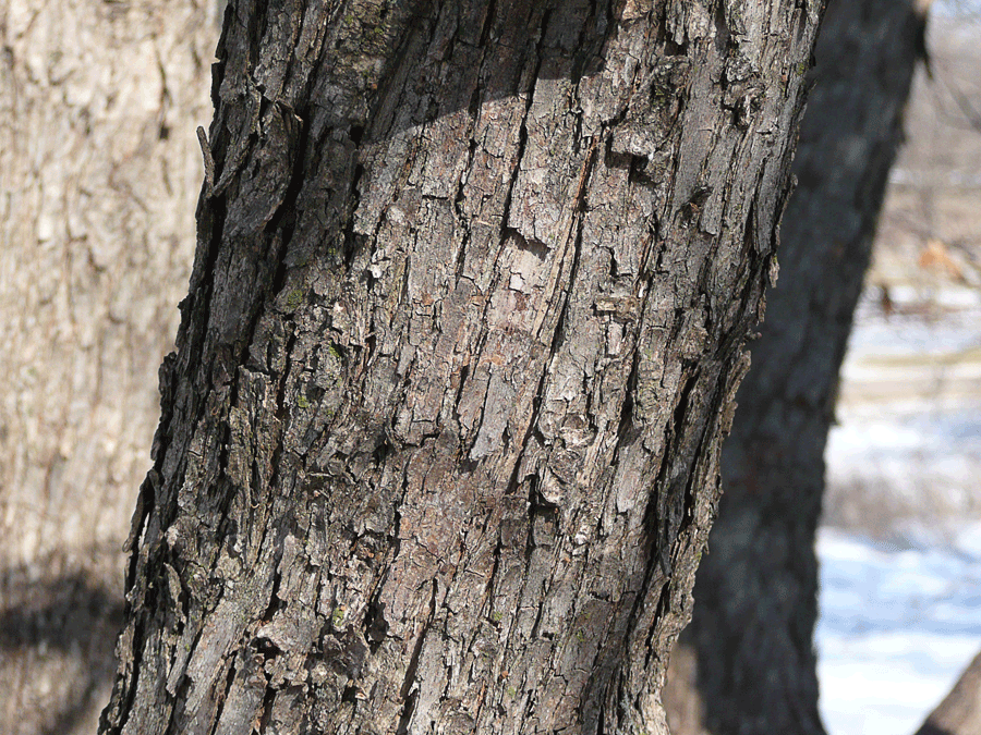 Ostrya virginiana - Hophornbeam, Ironwood winter identification cat scratch bark