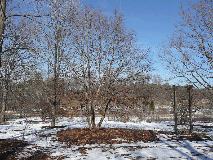 Ostrya virginiana - Hophornbeam, Ironwood winter identification whole tree