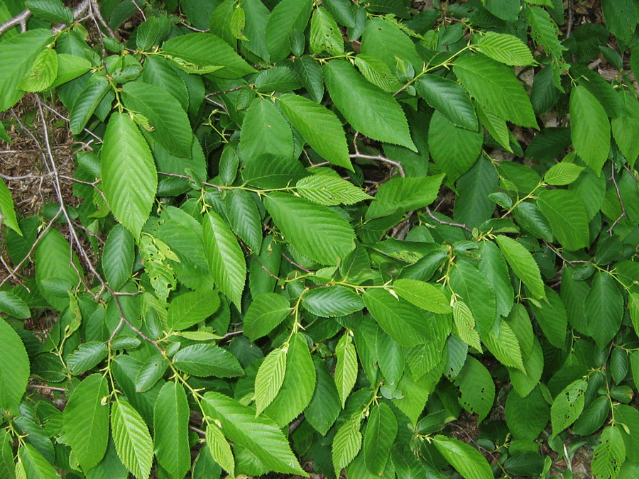Ostrya virginiana - Hophornbeam, Ironwood, leaves in summer