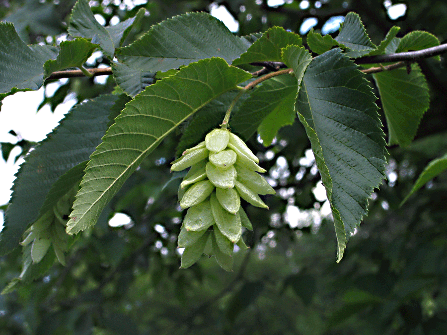 Ostrya virginiana - Hophornbeam, Ironwood, fruit in summer