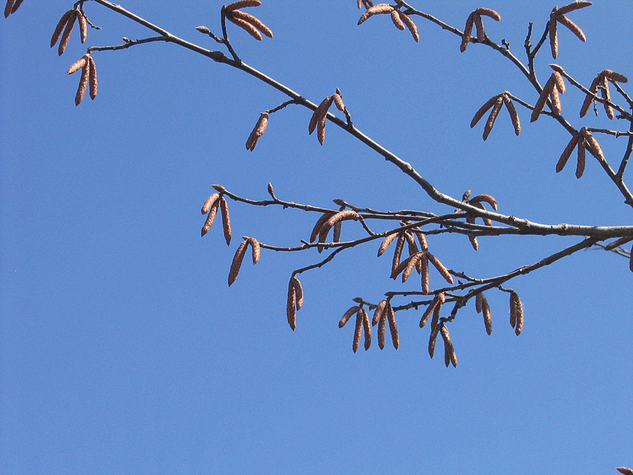 Ostrya virginiana - Hophornbeam, Ironwood winter identification catkins on tree, most in groups of 3
