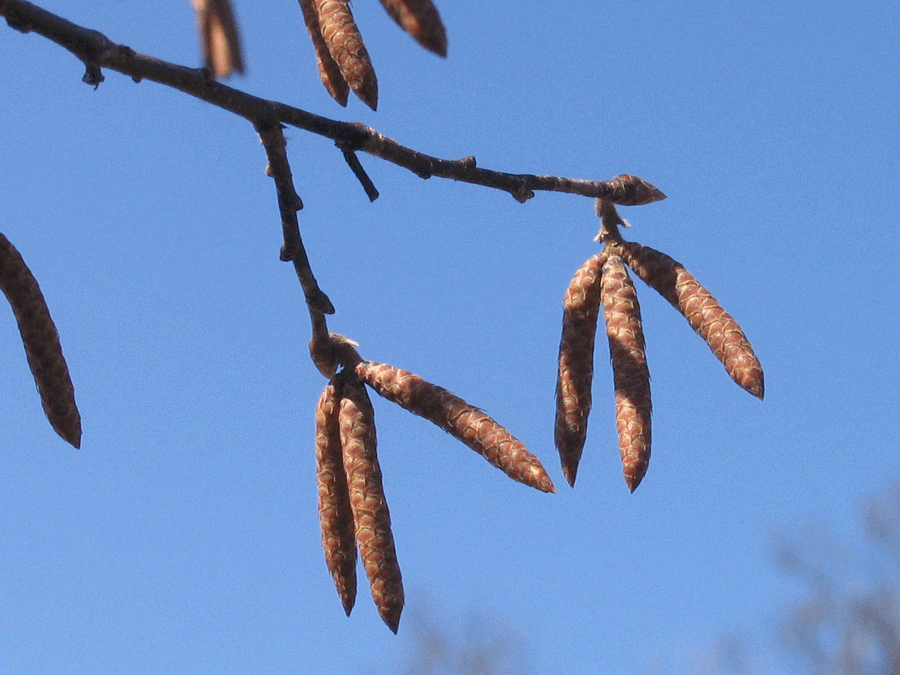Ostrya virginiana - Hophornbeam, Ironwood winter identification catkins on tree, most in groups of 3 closeup