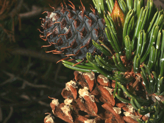 Pinus aristata - Bristlecone pine - photo of pine cone