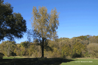 Populus deltoides - Eastern cottonwood