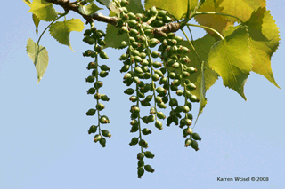 Populus deltoides - Eastern cottonwood