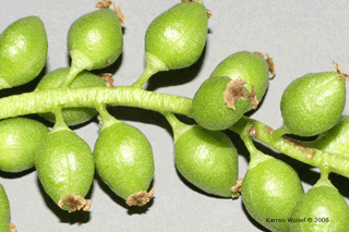 Populus deltoides - Eastern cottonwood